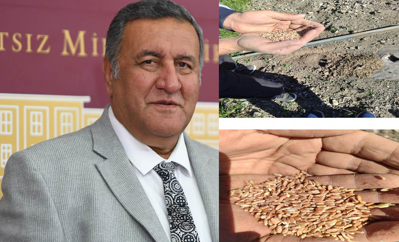 OLURMU BÖYLE OLUR MU BUĞDAY DA İCRALIK OLDU