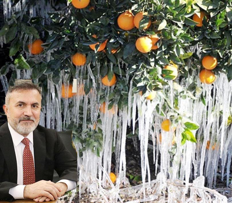TAMER DAĞLI: ZİRAİ DONDAN ETKİLENEN ÜRETİCİLERE 717 MİLYON ÖDEME YAPILACAK