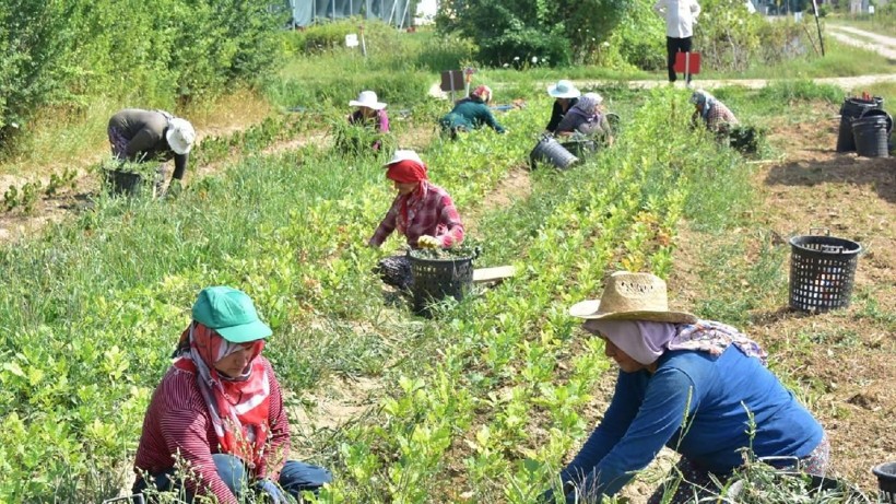 TÜİK’E GÖRE TARIM ÜRÜNLERİ FİYATINDA %46,8 ARTIŞ OLDU