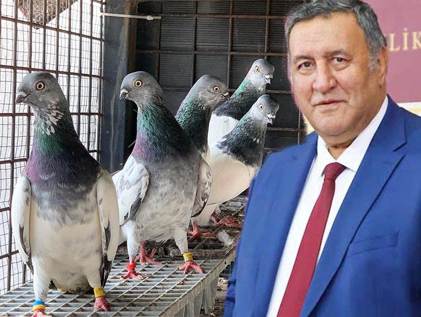 Ömer Fethi Gürer: “Ekonomi iyi gidiyorsa neden güvercinlere kadar haciz indi?”